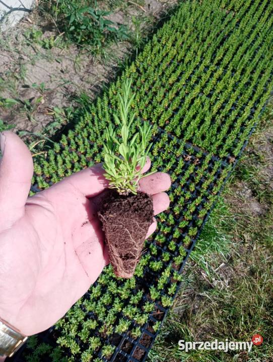 Lawenda lekarska Lawendula Angustifolia