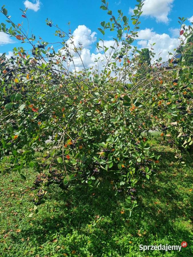 Aronia Owoce Aronii Sprzedam podkarpackie Dębica sprzedam