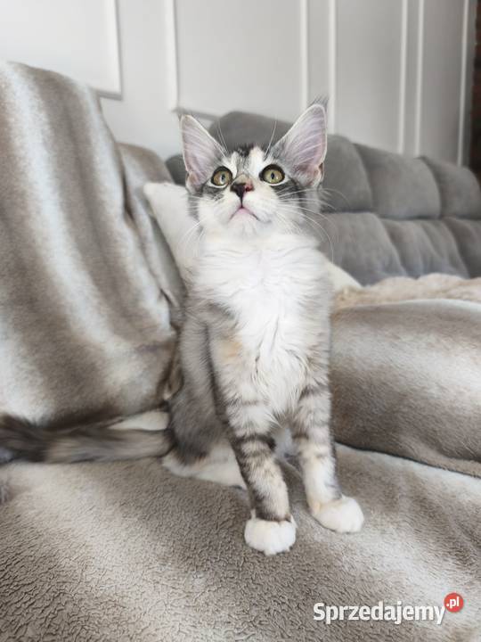 Adele kotka Maine coon