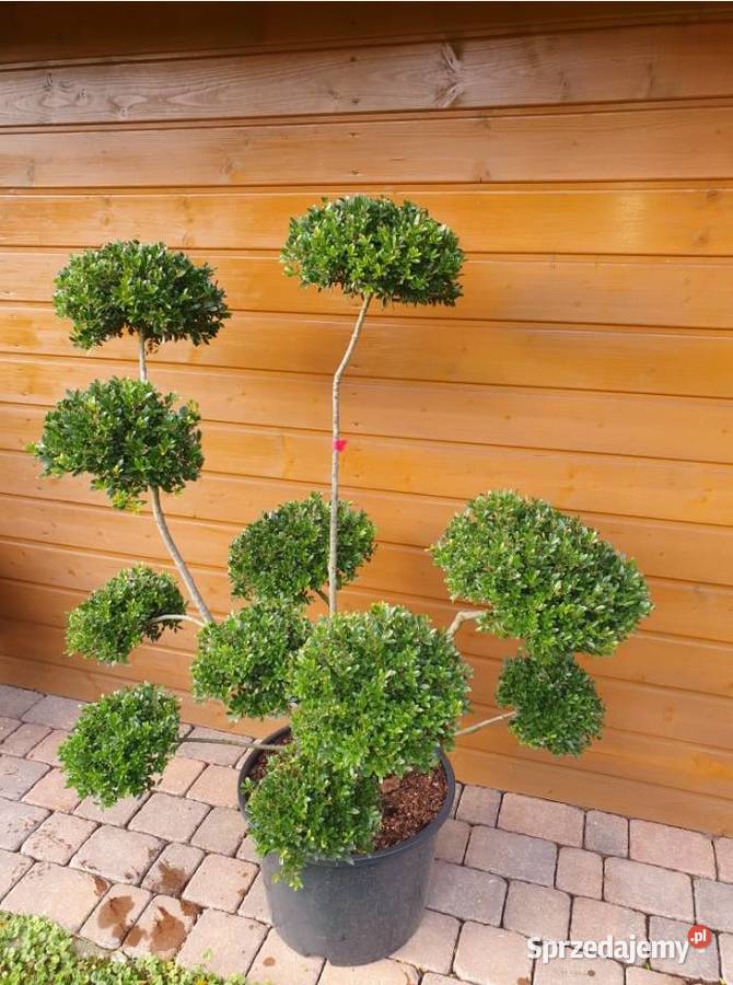 Ostrokrzew Bonsai Niwaki Simoradz