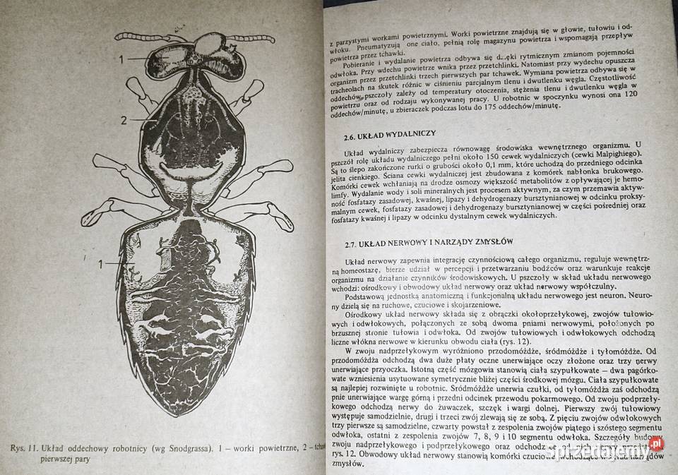 Choroby pszczół Zdzisław Gliński Jerzy Rzedzicki Pozostałe lubelskie