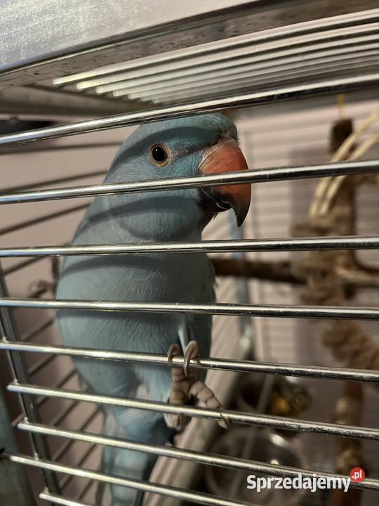 Papuga Aleksandreta obrożna ręcznie karmiona Katowice