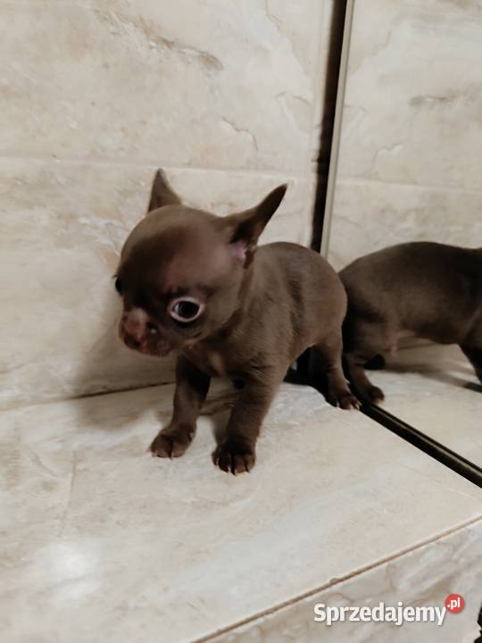 Chihuahua czekoladowa