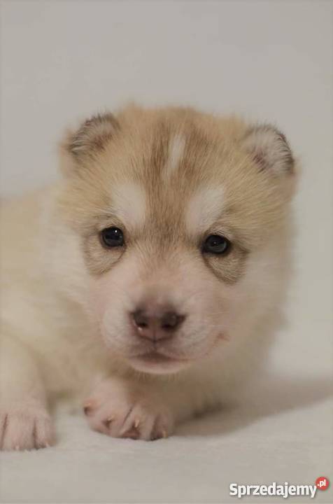 siberian husky rodowodowe szczenięta ZKwP FCI Inowrocław sprzedam