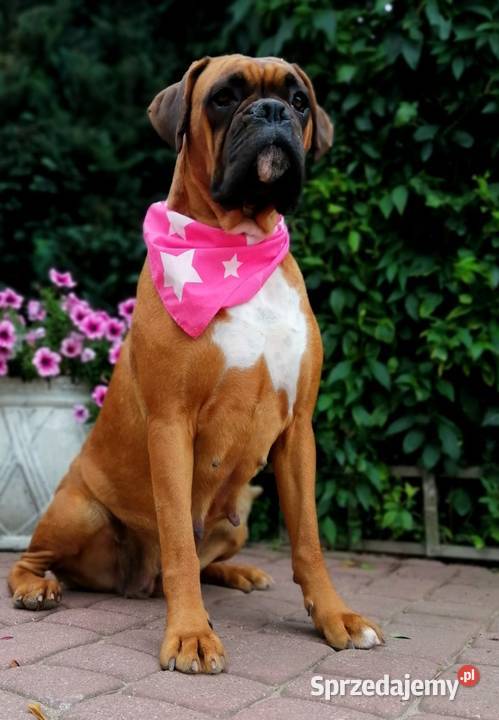 Bokser szczeniak ojciec Fci okazja Radom