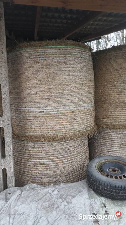 Siano w belach kiszonka z kończyny Jędrzejów