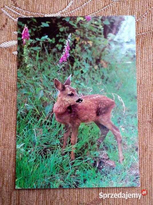 SARNA EUROPEJSKA GATUNEK SSAKA Z RODZINY lubelskie Piszczac