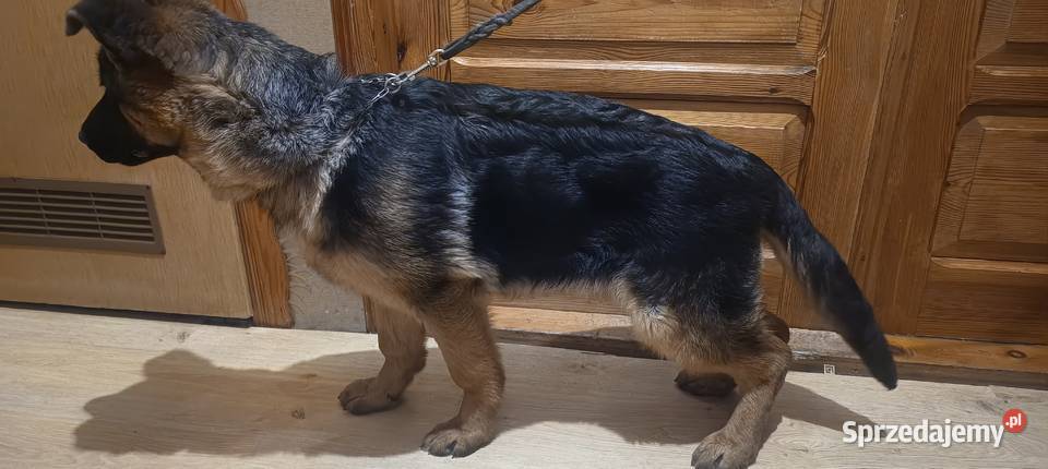 Owczarek niemiecki krótkowłosy Psy Będków