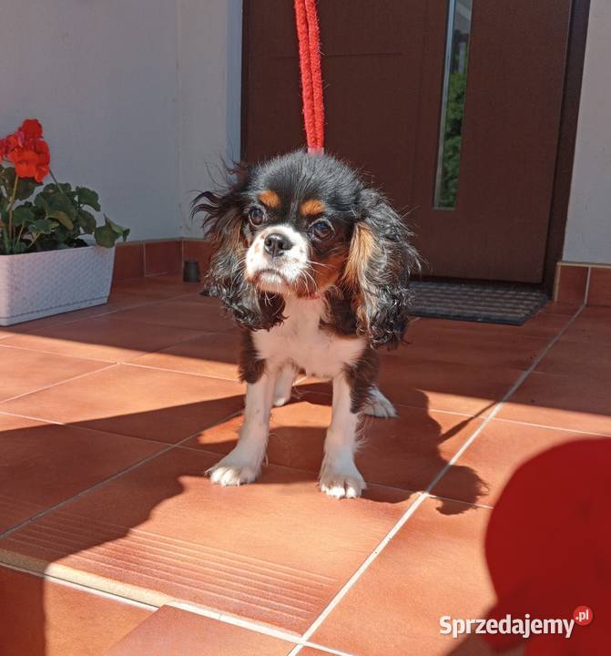 Cavalier King Charles Spaniel suczka Tricolor Częstochowa