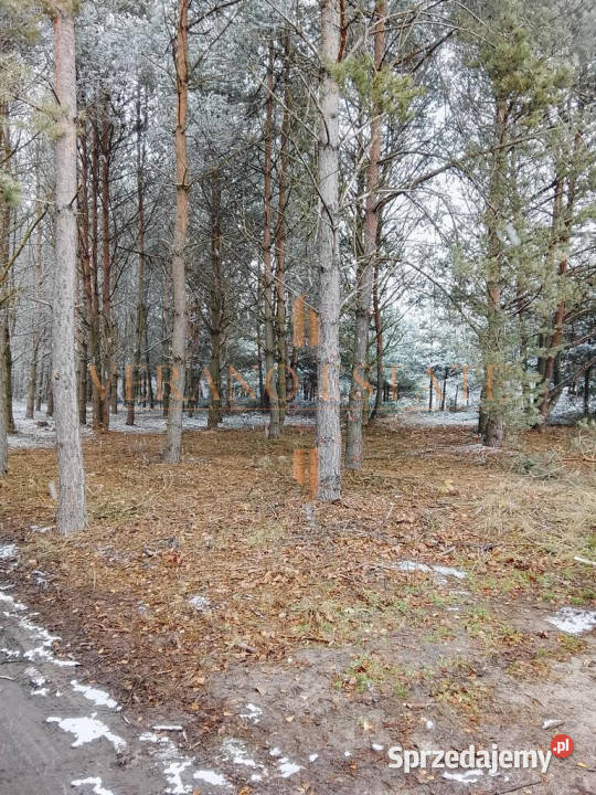 działka budowlana 3600 m w Groszowicac szambo Sprzedaż Groszowice