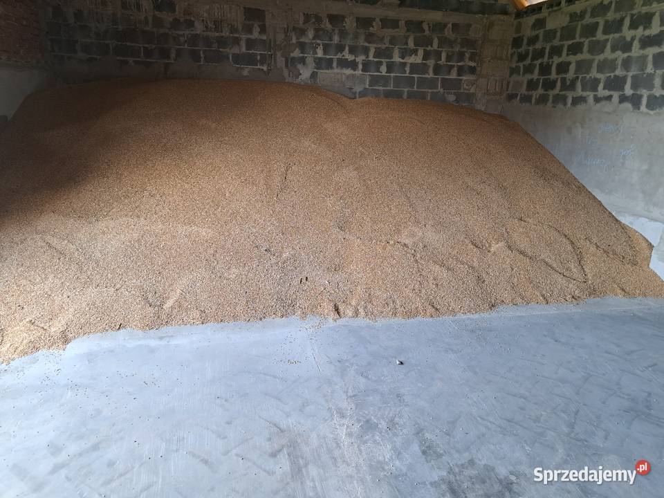 Sprzedam pszenżyto Daleszewice sprzedam