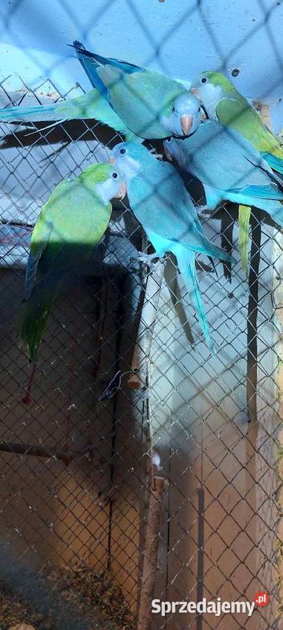 Mnichy nizinne Łużna sprzedam