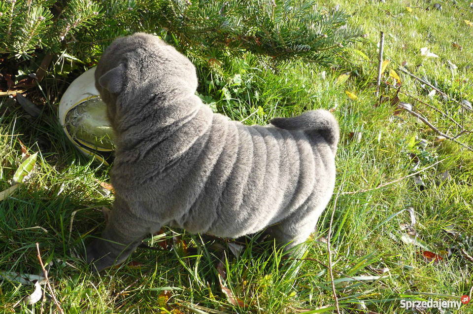 SHAR PEI SZCZENIĘTA FCI NA SPRZEDAŻ Mierzyn sprzedam