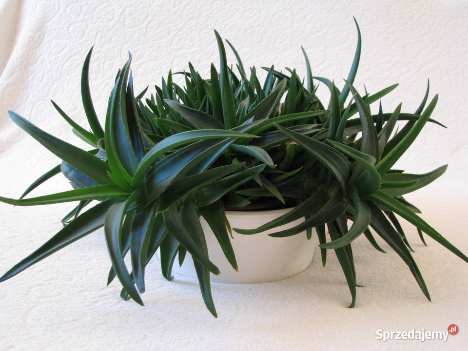 Aloes piękna tryskająca zielenią roślinka o Brzegi
