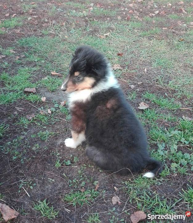Owczarek szkocki collie szczenięta