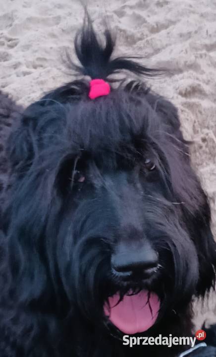 Czarny Terier Rosyjski lubuskie Krzeszyce