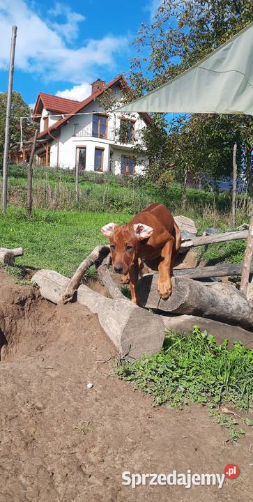 Szkolenie Szczenięta Rhodesian Ridgeback ZKwPFCI Pozostałe Kraków