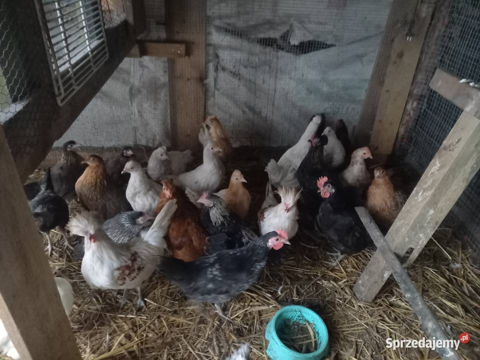 sprzedam kurki koguciki ozdobne Włocławek