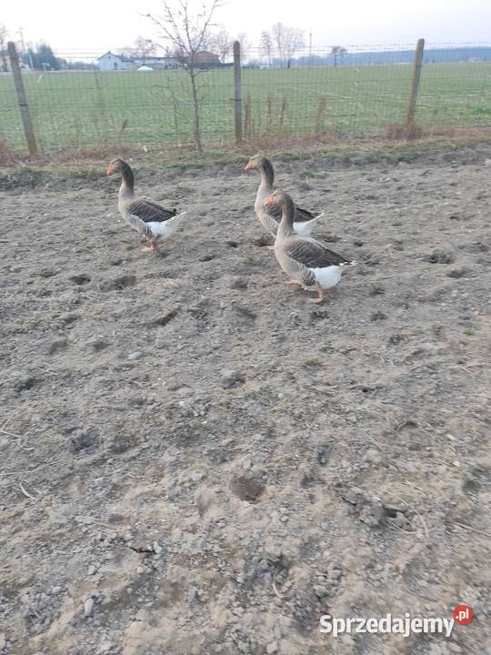 Sprzedam gęsi landes Konopnica sprzedam