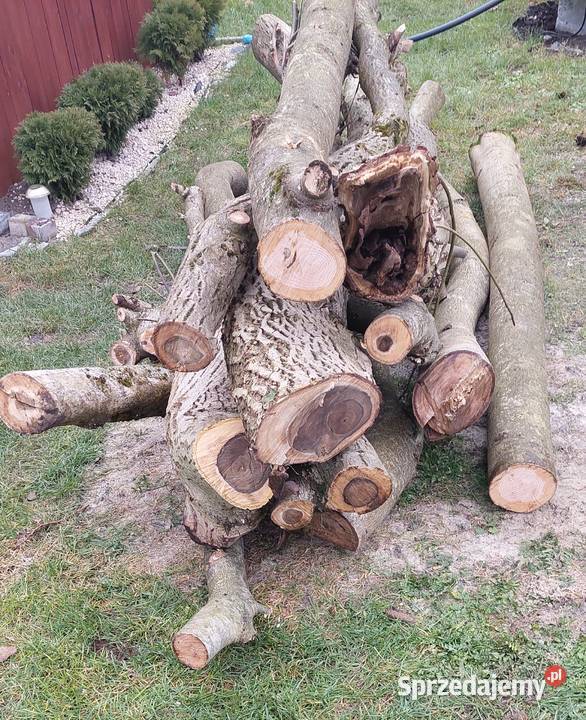 Orzech Wloski Drzewo Opole Lubelskie