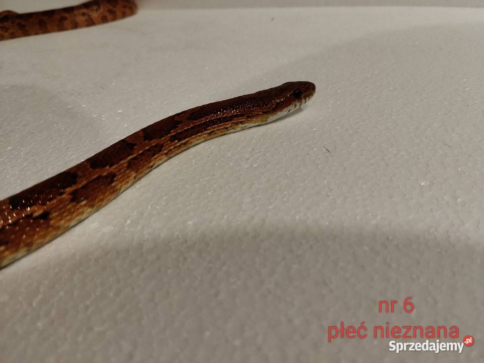 Węże zbożowe Dąbrowa Górnicza