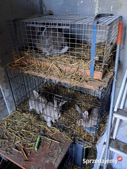 Samica z młodymi króliki Kościan