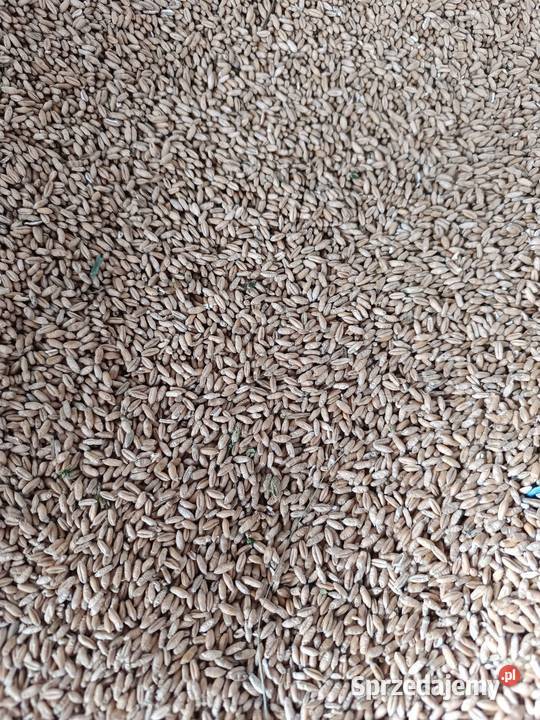 Pszenżyto Rolnictwo mazowieckie Łaskarzew