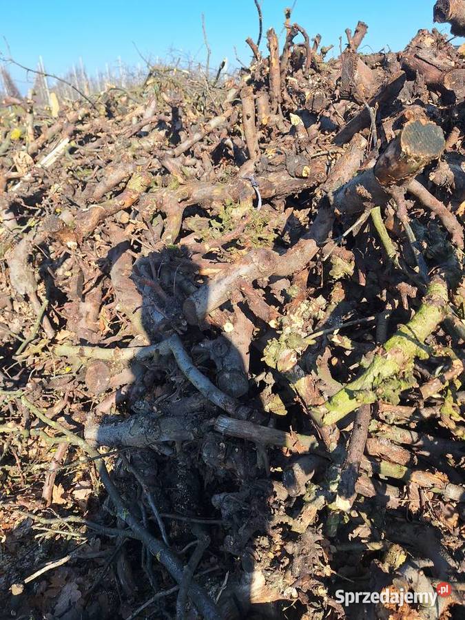 Drewno drzewo opałowe JABŁOŃ DĄB Opał Grójec