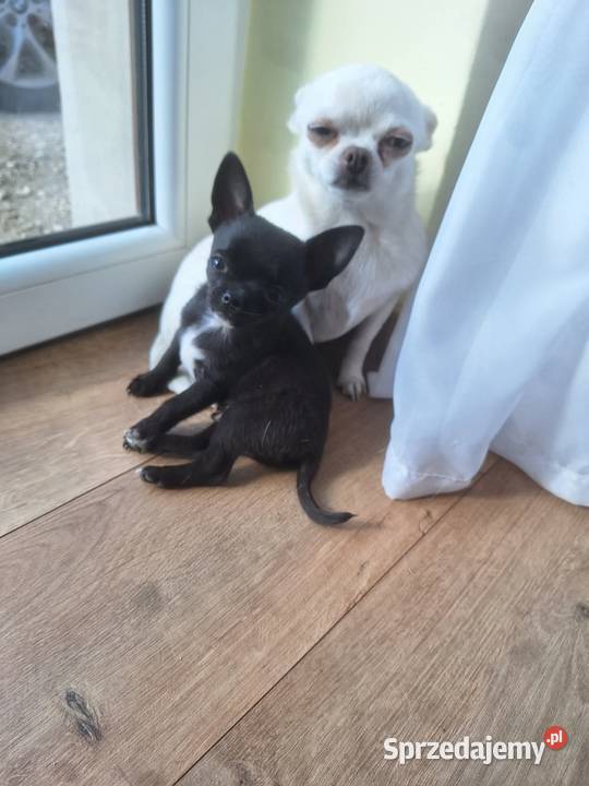 Piesek Chihuahua Busko-Zdrój