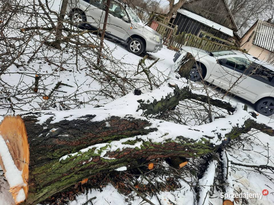 Sprzedam pień czereśni Opał Lublin