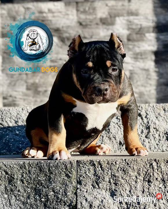 American Bully pocket ABKC Gundabar Dogs 6 500 Koło