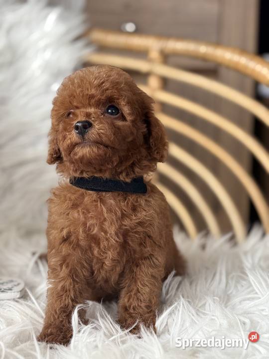 Pudel Toy piesek Polanka Wielka