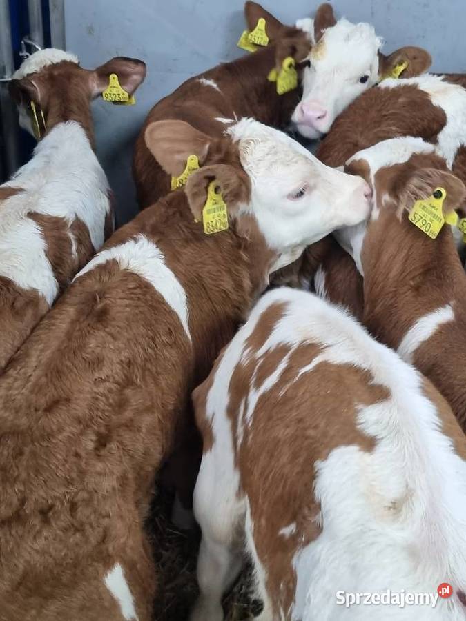 Byczki Jalowki Mięsne Sieradz sprzedam