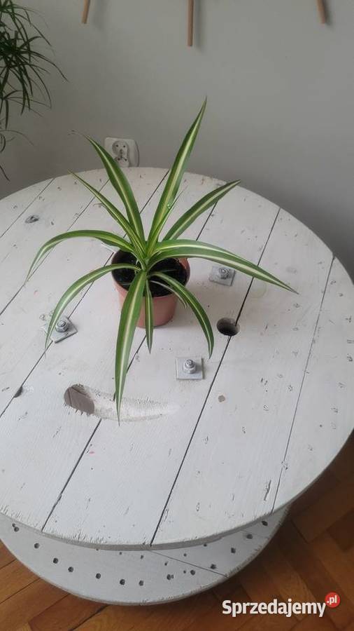 kwiatki doniczkowe Łódź