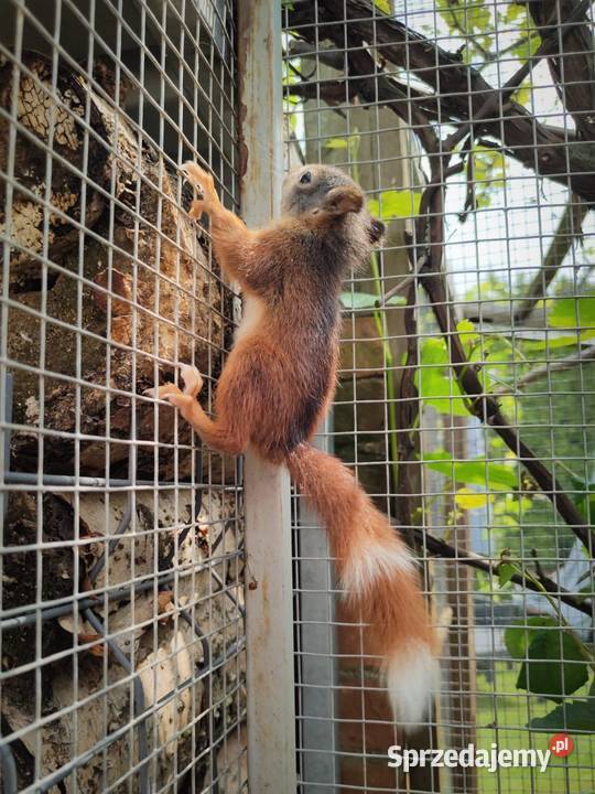 Japońskie wiewiorki wielkopolskie Złotów