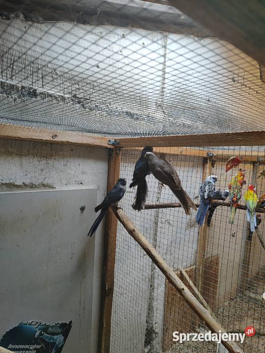 Rozelle królewskie Ptaki Bochnia