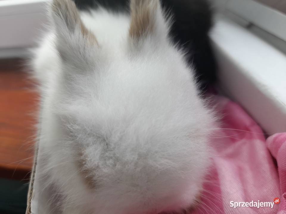 Karzełek tedduy królik miniaturka małopolskie Tarnów