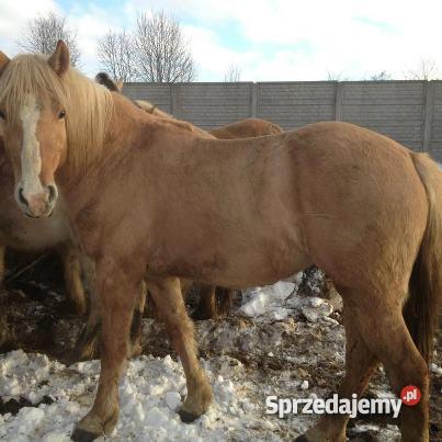 SPRZEDAZ KONI MARSZEWO ZACHODNIOPOMORSKIE Marszewo