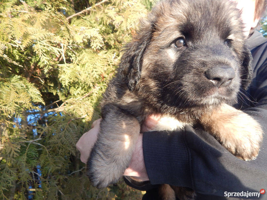 Leonberger Kwilcz sprzedam