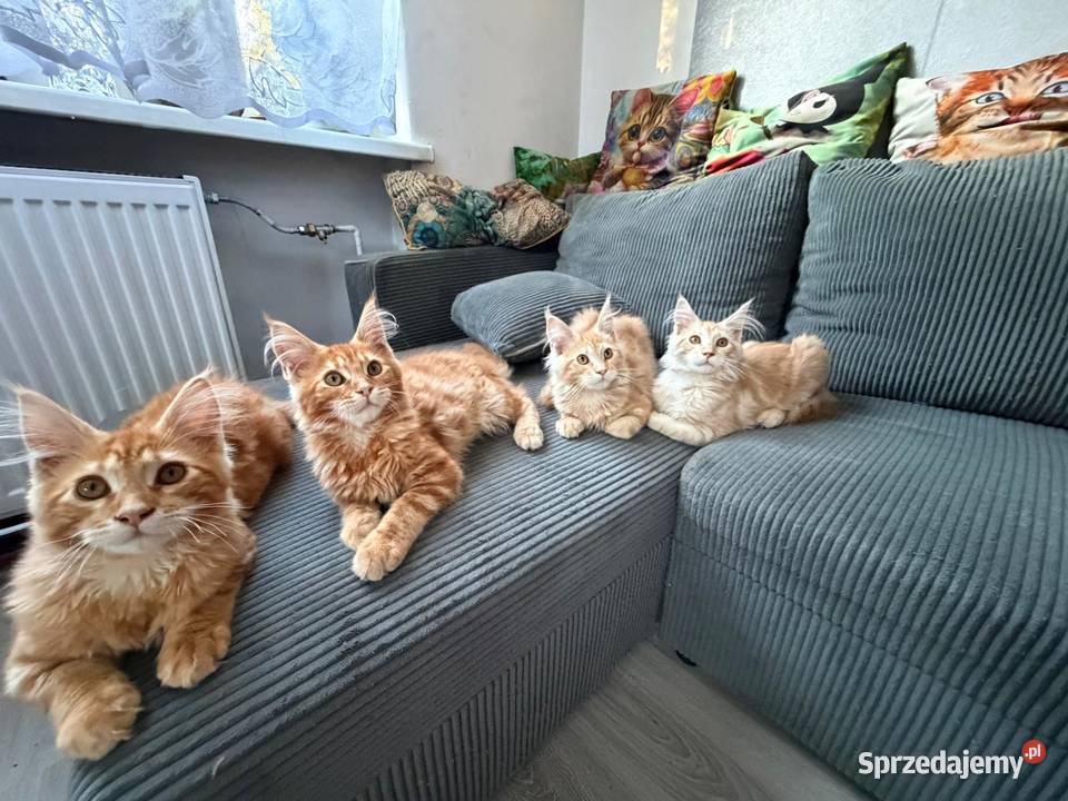 Gandalf Maine Coon pomorskie Starogard Gdański