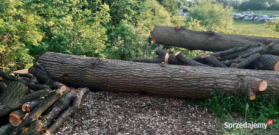 Kłody Dębowe zdrowe niesezonowane ponad 7 m3 śląskie Dankowice