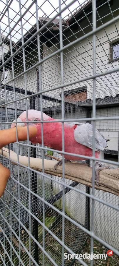 Kakadu Różowe para Bystra sprzedam