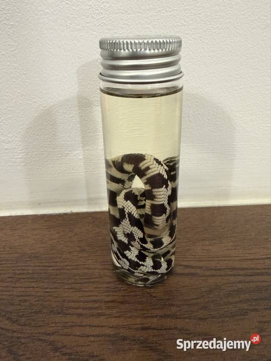 Wąż w butelce ozdoba Rękodzieło