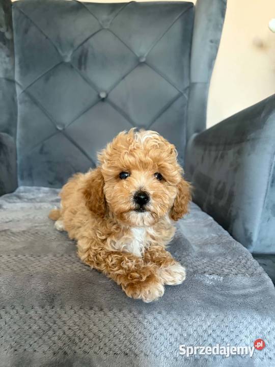 Szczeniaki Maltipoo świętokrzyskie Kielce
