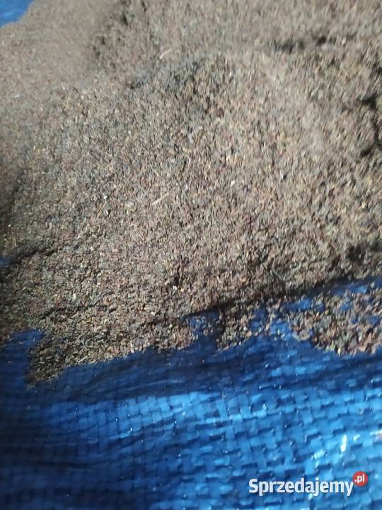 Sprzedam Nasiona kozłka lekarskiego lubelskie Nowodwór