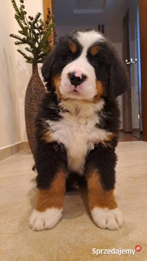 Berneński Pies Pasterski z rodowodem Wieluń sprzedam