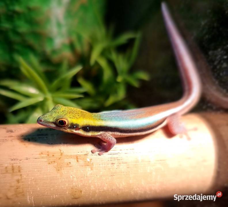 Sprzedam samce Phelsuma Klemmeri z terrarium Wrocław