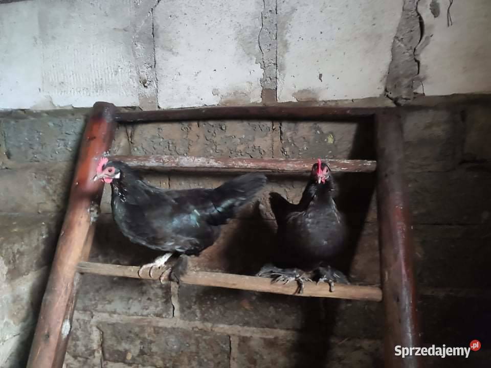 Karzełek łapciaty liliputek brodacz Wierzchowiska Drugie