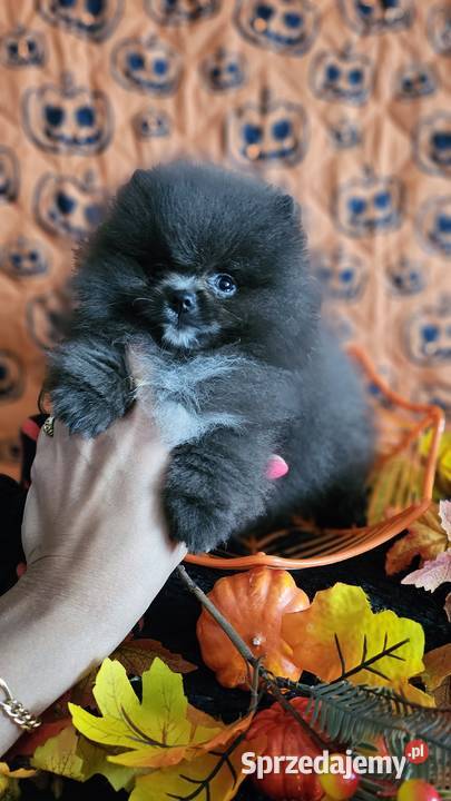 Pomeranian Szpic Miniaturowy piesek BlueWhite Sędziejowice