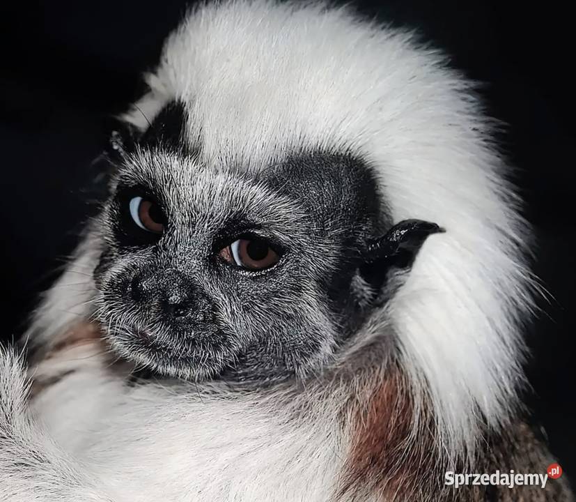Tamaryna białoczuba Saguinus oedipus młode Katowice